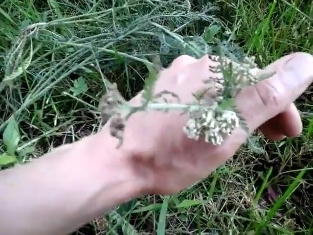 Plant Profile Yarrow: How I Use it to Stop Biting Bugs!