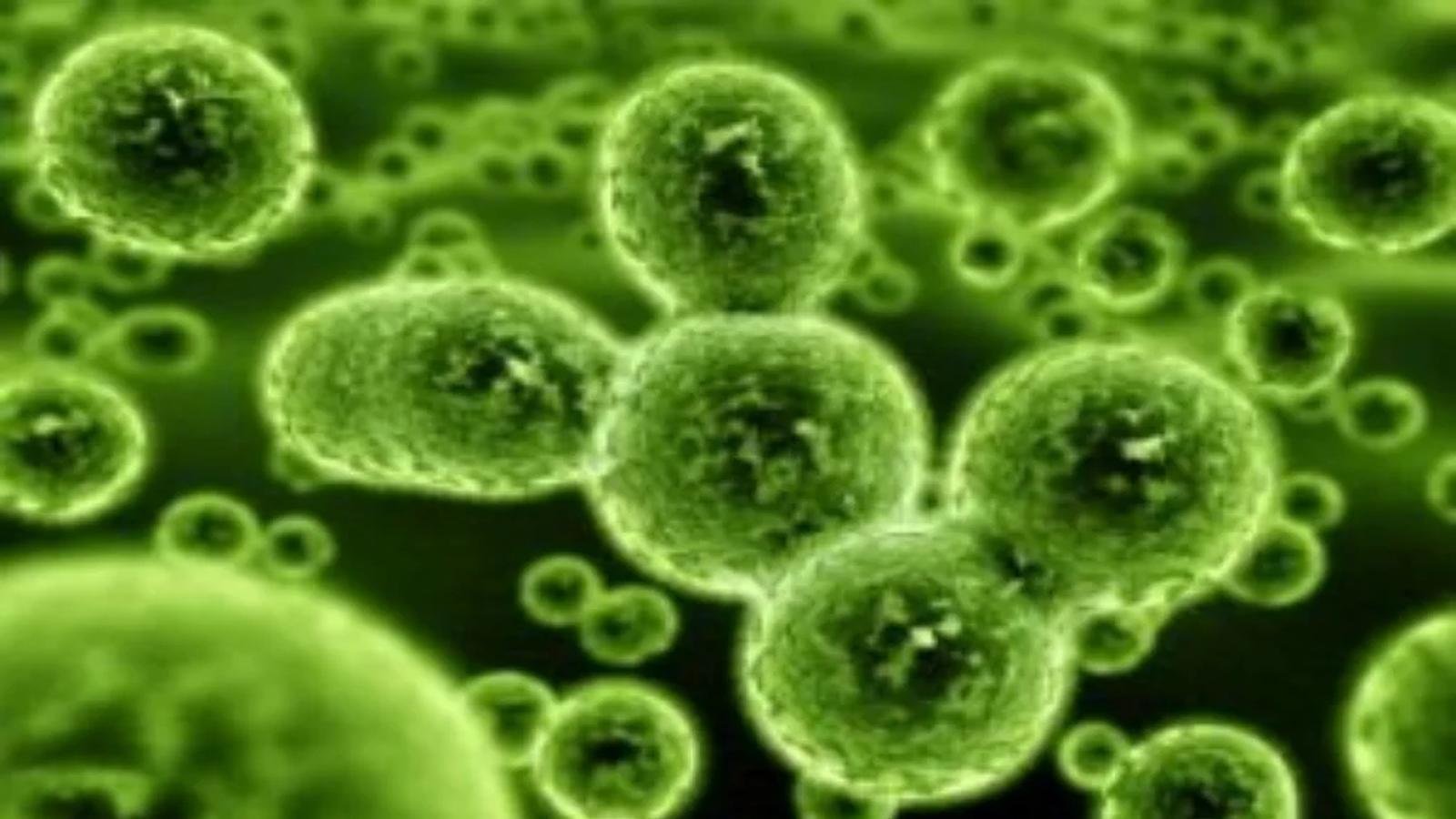 Yummy Doctor Holistic Health Education - Blog - Scientists Confirm Bacteria is Essential to Proper Immunity
